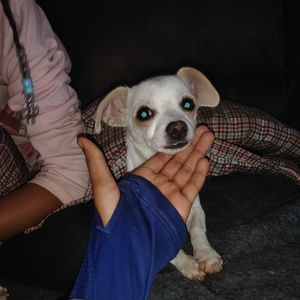 Meet your Posher, Rochea